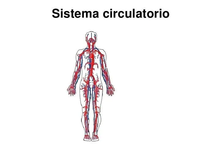 sistema-circulatorio66ppsx-3- ...
