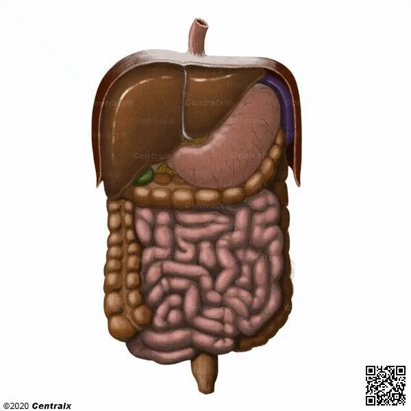 Sistema Digestivo - Atlas de Anatomía del Cuerpo Humano - Centralx