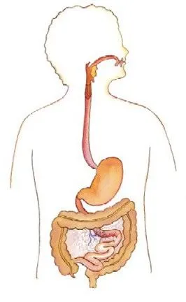 Sistema digestivo para colorear para niños - Imagui