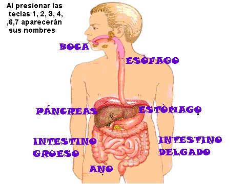 Sistema digestivo para colorear con nombres - Imagui