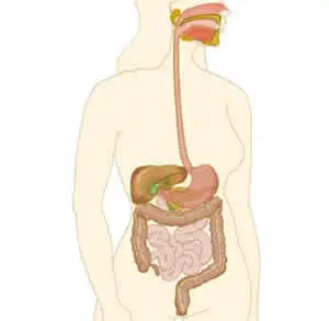 Sistema Digestivo - Corpo Humano | Cultura Mix