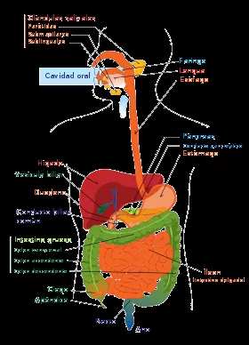 Sistema Digestivo | El Cuerpo Humano
