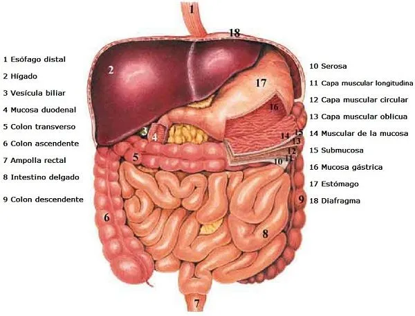 Sistema digestivo con detalles | GCJim