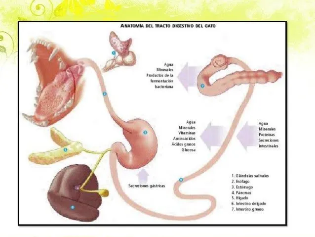 sistema-digestivo-en-felino-9- ...