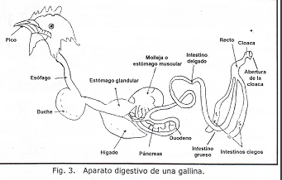 El aparato digestivo de la gallina - Imagui