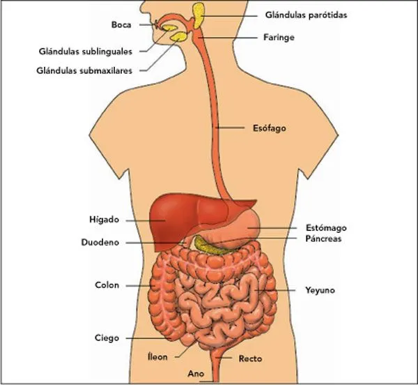 Sistema Digestivo - Glosario on emaze