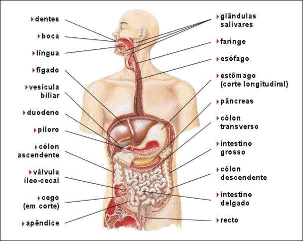 Figura del sistema digestivo - Imagui