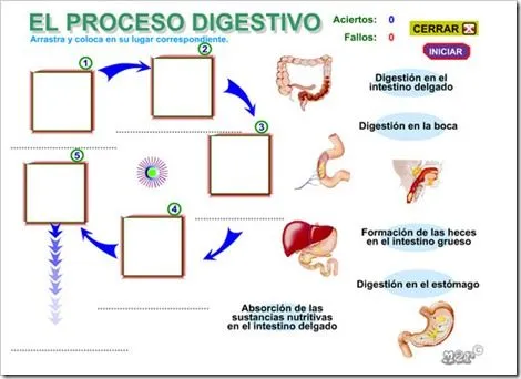 EL SISTEMA DIGESTIVO | JUGANDO Y APRENDIENDO EL SISTEMA DIGESTIVO | JUGANDO Y APRENDIENDO