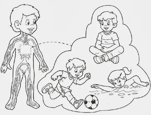 Sistema muscular para niños de preescolar - Imagui