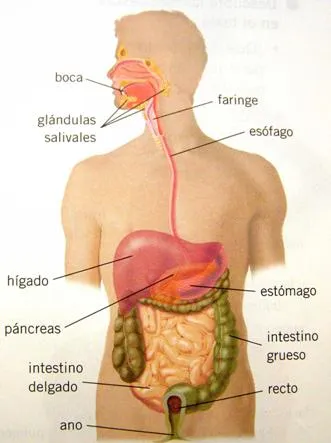 Anatomía básica de los diferentes aparatos del cuerpo humano ...