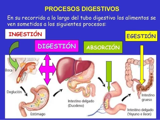 sistema-digestivo-primaria-15- ...