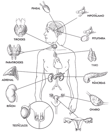 Sistema Endocrino y Sistema Exócrino (página 2) - Monografias.