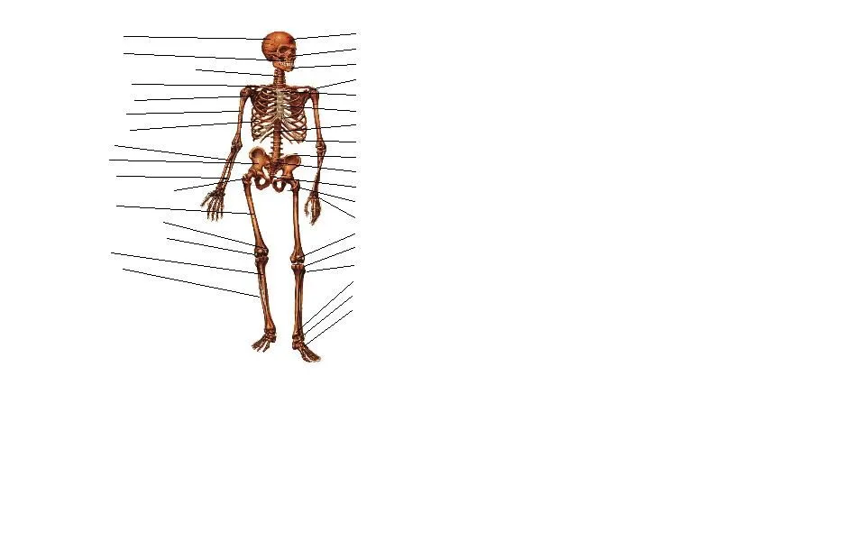 Sistema esqueletico con nombres - Imagui