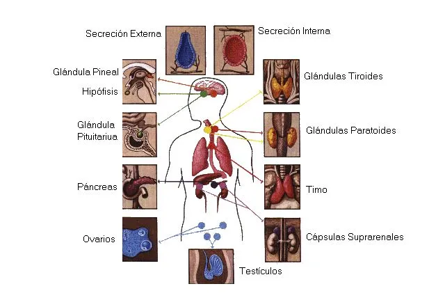 Sistema Hormonal - Sistemas - Cuerpo Humano - TAFAD - TAFAD y Cursos