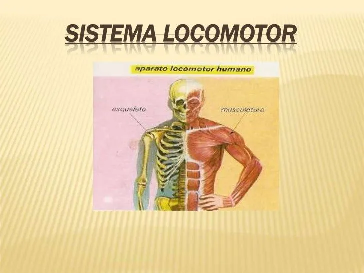 Sistema locomotor Sistema locomotor