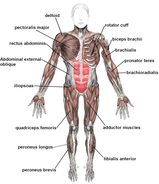 Sistema muscular y sus partes para colorear - Imagui