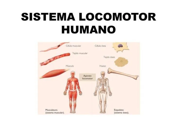 Sistema locomotor humano