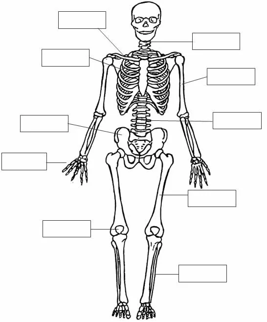 El sistema óseo y sus partes para dibujar - Imagui