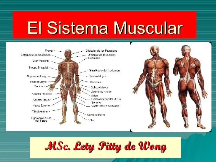 El Sistema Muscular