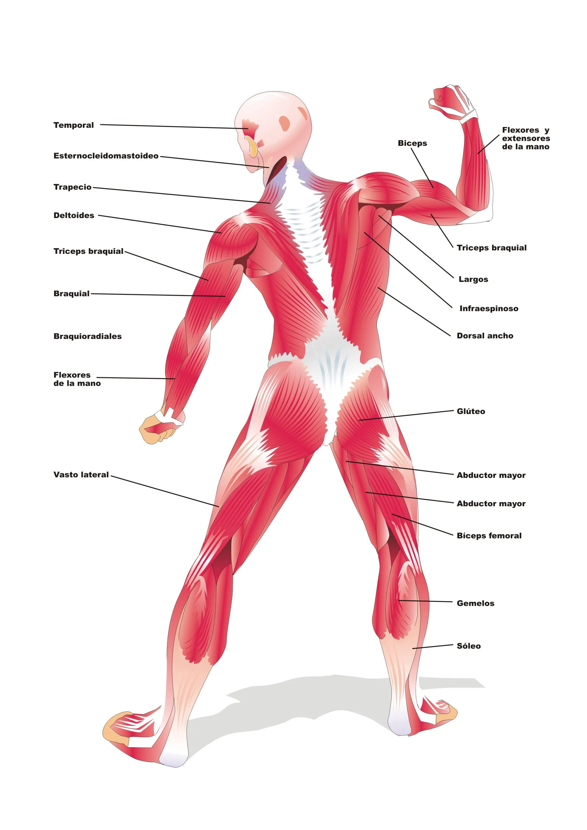 Sistema muscular para colorear - Imagui