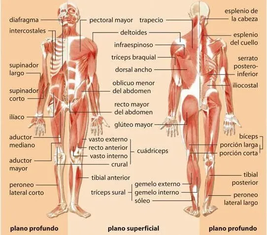 sistema muscular humano y sus partes - Buscar con Google ...