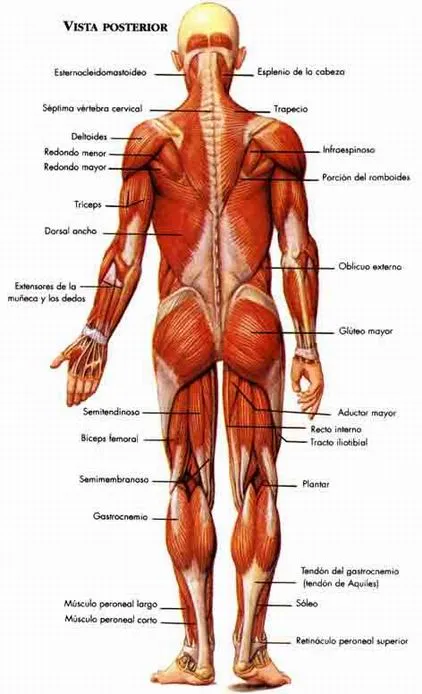 El sistema muscular - Monografias.com
