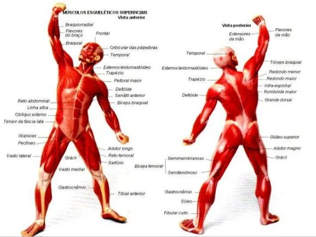 sistema-muscular-nivel- ...