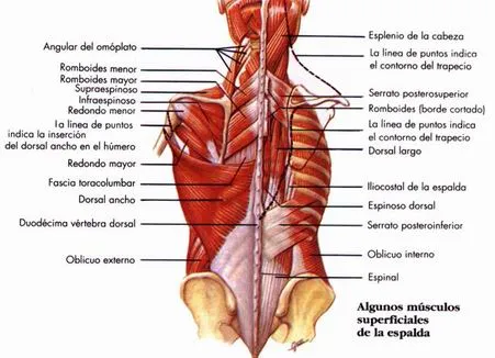 El sistema muscular (página 2) - Monografias.com