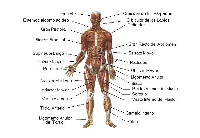 Sistema Muscular - Sistemas - Cuerpo Humano - TAFAD - TAFAD y Cursos