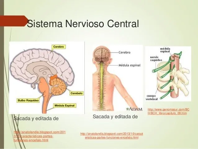 sistema-nervioso-4-638.jpg?cb= ...