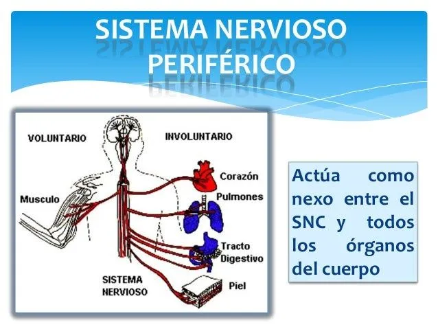 sistema-nervioso-5-638.jpg?cb= ...