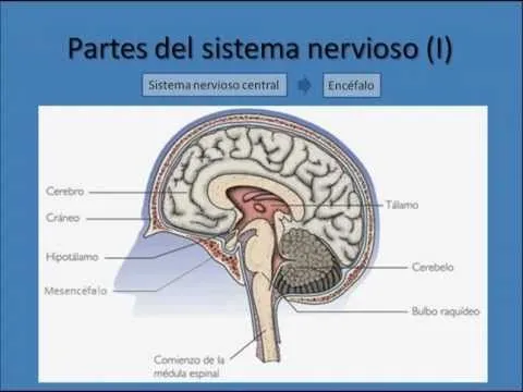 Sistema Nervioso. Anatomía Del Sistema - Youtube Downloader mp3