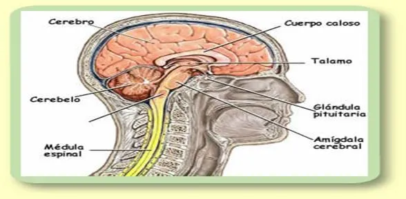 Dibujos del sistema nervioso central - Imagui