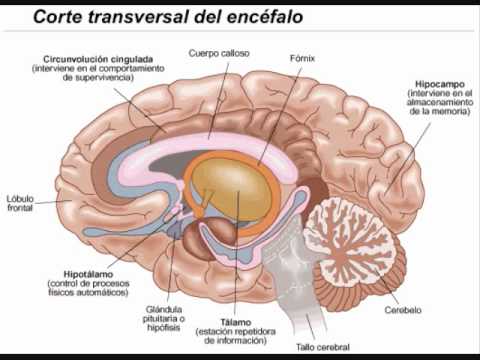 Sistema Nervioso Central Y Periferico - YouTube