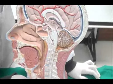 Sistema Nervioso Central USFQ - YouTube