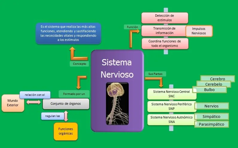 Sistema Nervioso, concepto, partes y funciones | Esquemas ...
