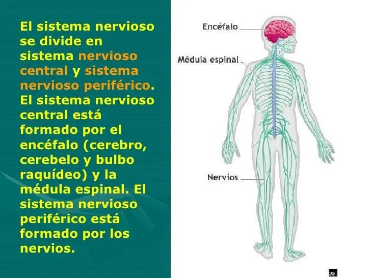 sistema-nervioso-explicacin-e- ...