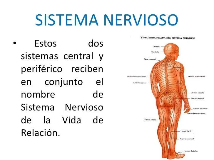 sistema-nervioso-i-9-728.jpg? ...