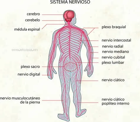 Sistema Nervioso | My Blog