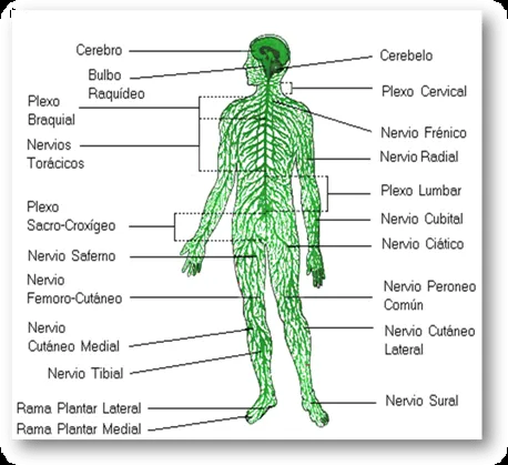 Sistema nervioso (página 2) - Monografias.