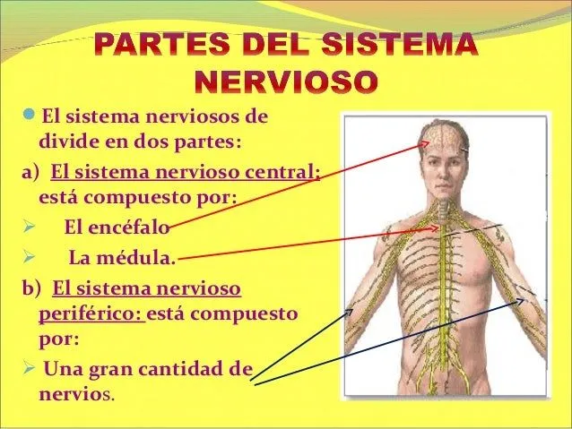sistema-nervioso-para-5-y-6-de ...