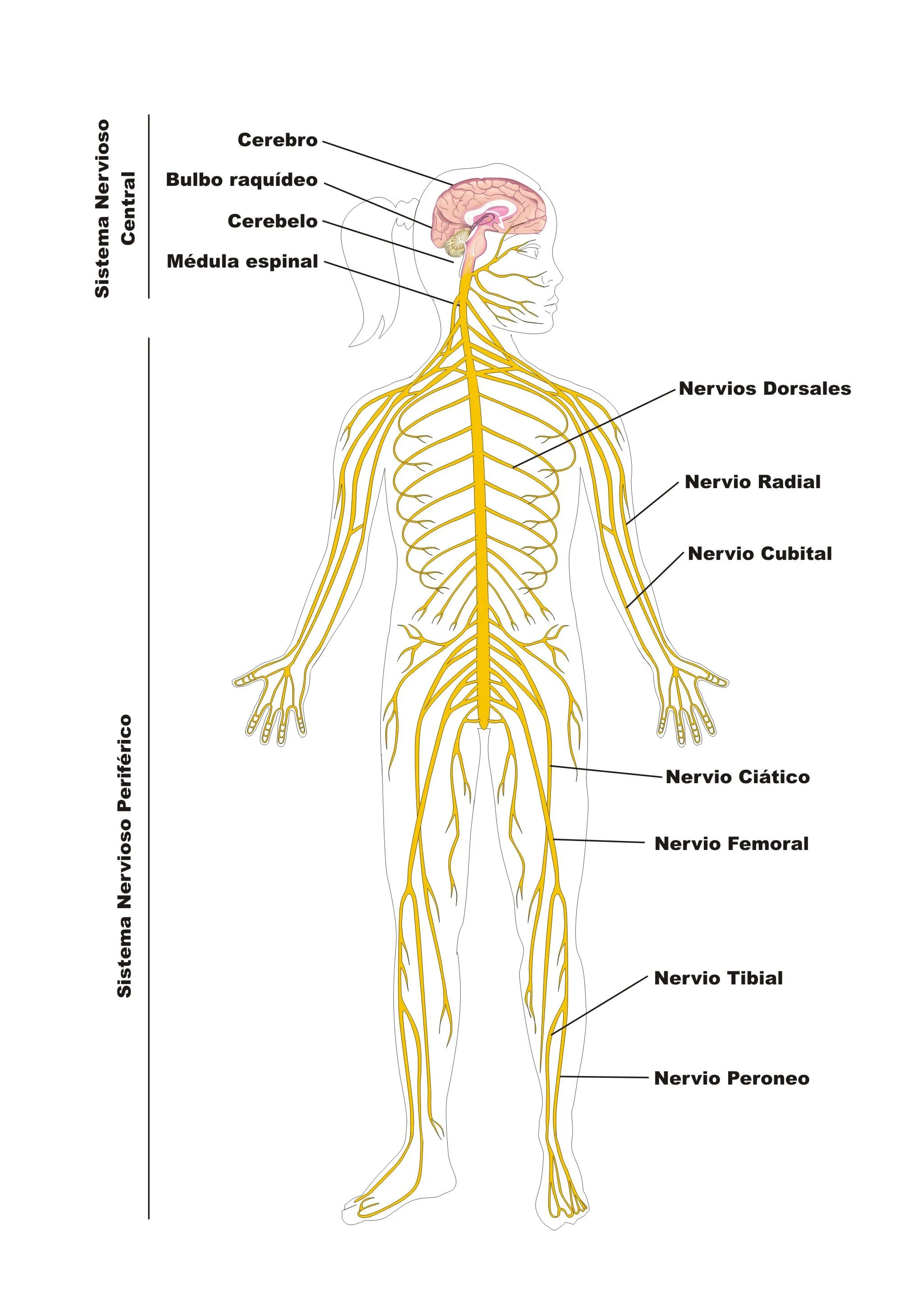 Sistema Nervioso | Proyecto Educere