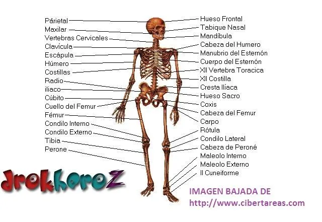 Sistema Oseo – Anatomía | CiberTareas