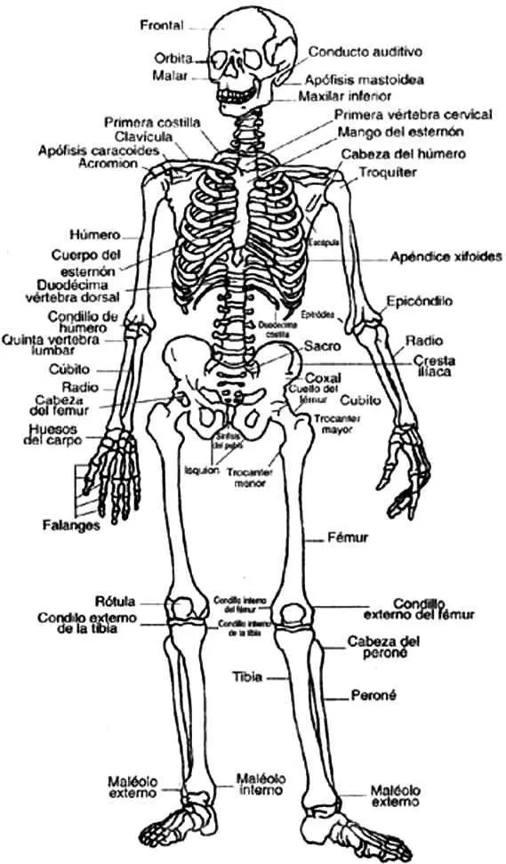 SISTEMA OSEO PARA COLOREAR INDICANDO SUS PARTES EN ESPAÑOL | Huesos del  cuerpo humano, Esqueleto del cuerpo humano, Huesos del cuerpo