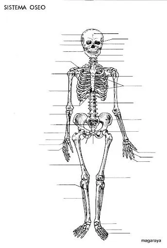 Sistema óseo para completar con los nombres