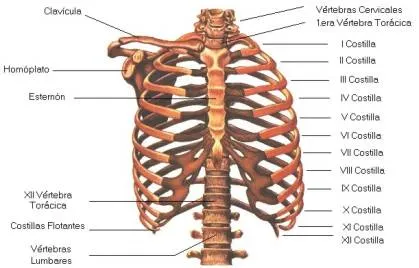 Sistema óseo: El esqueleto