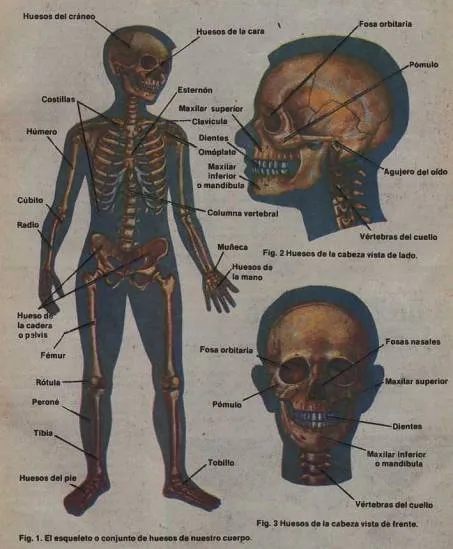 Sistema óseo: El esqueleto