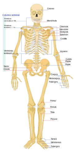Sistema Oseo, esqueleto humano y sus partes: tu tarea lista