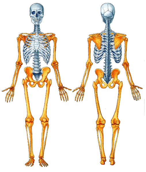 Esqueleto axial humano para colorear - Imagui