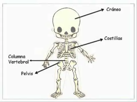 Sistema esqueletico para niños - Imagui